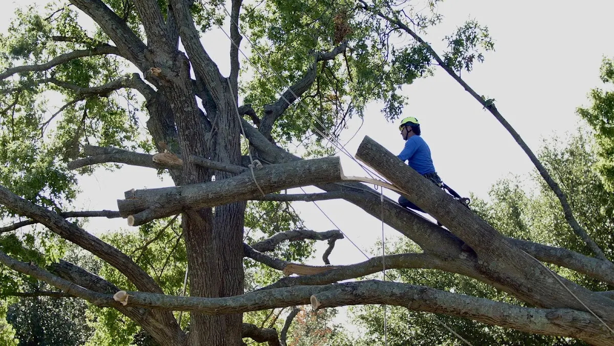 Professional Crown Thinning performed by certified arborists in Biddeford Pool